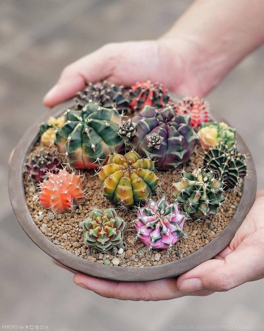 Кактус опунция суккулент