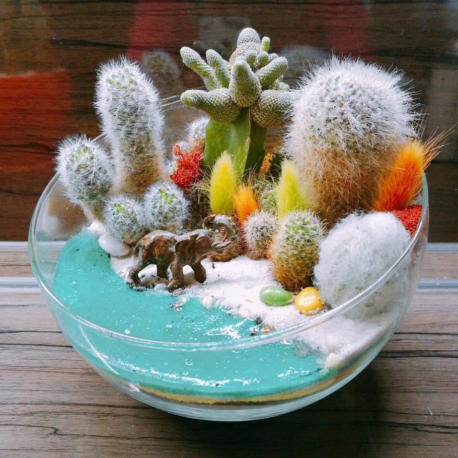 Мини сад в горшке кактусы и Суккуленты