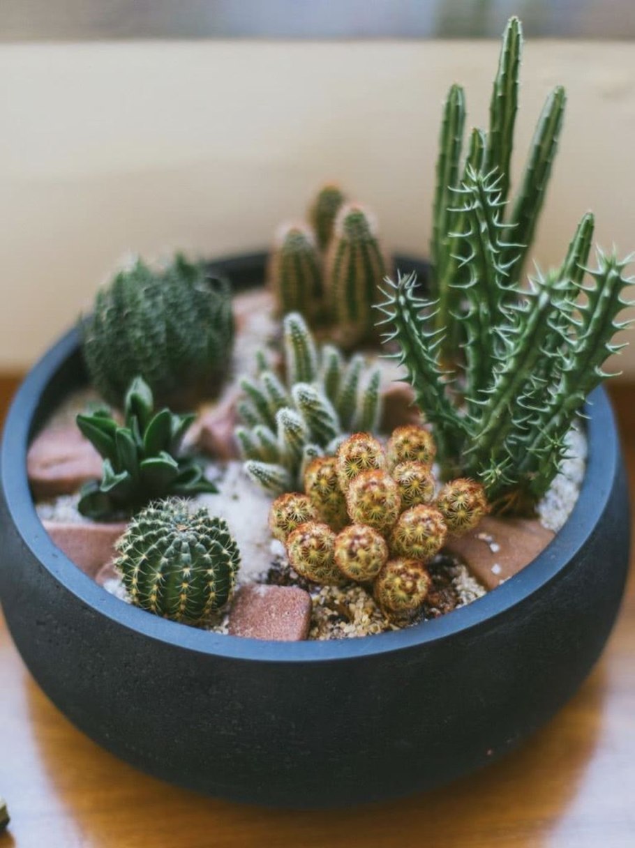 Актефила (Actephila) - суккулент