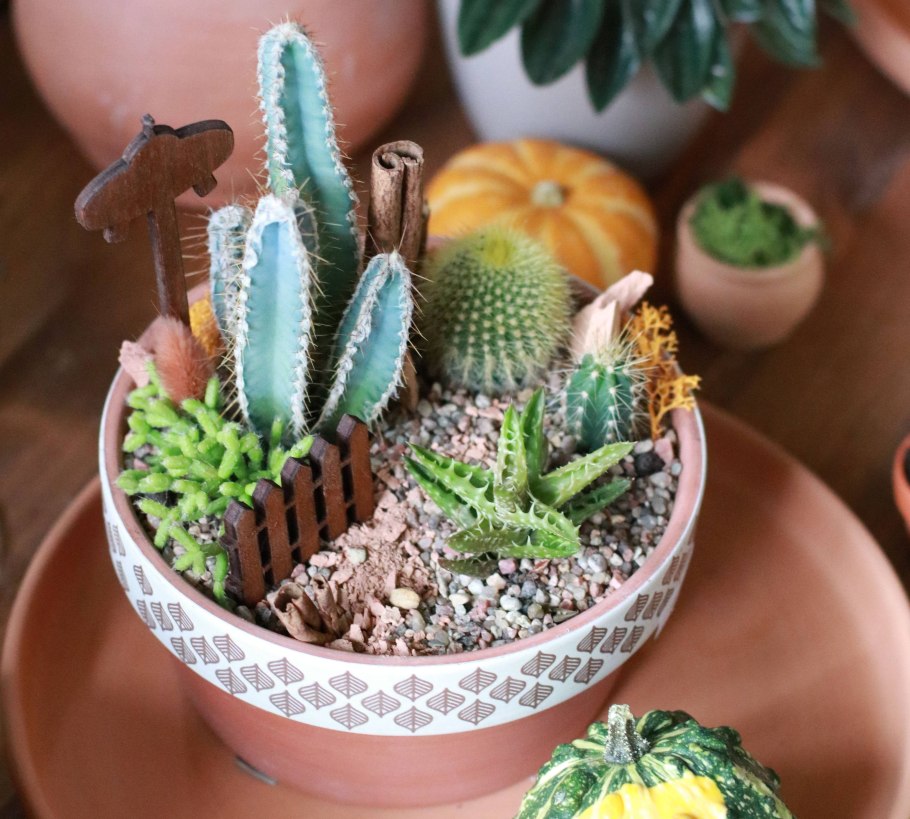 Флорариум пустыня с кактусами