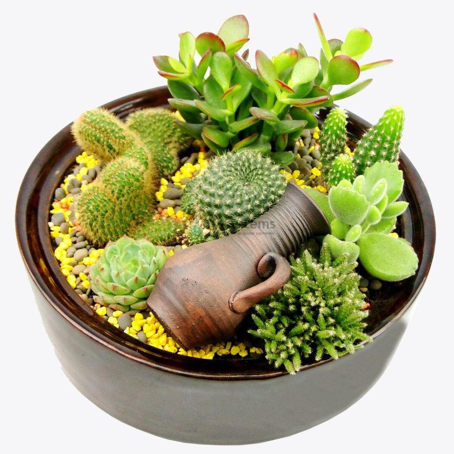 Кактус опунция суккулент