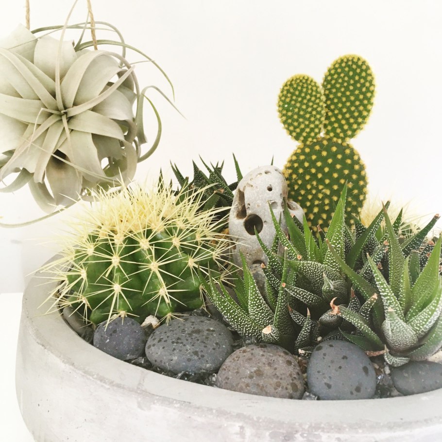 Хавортия садик