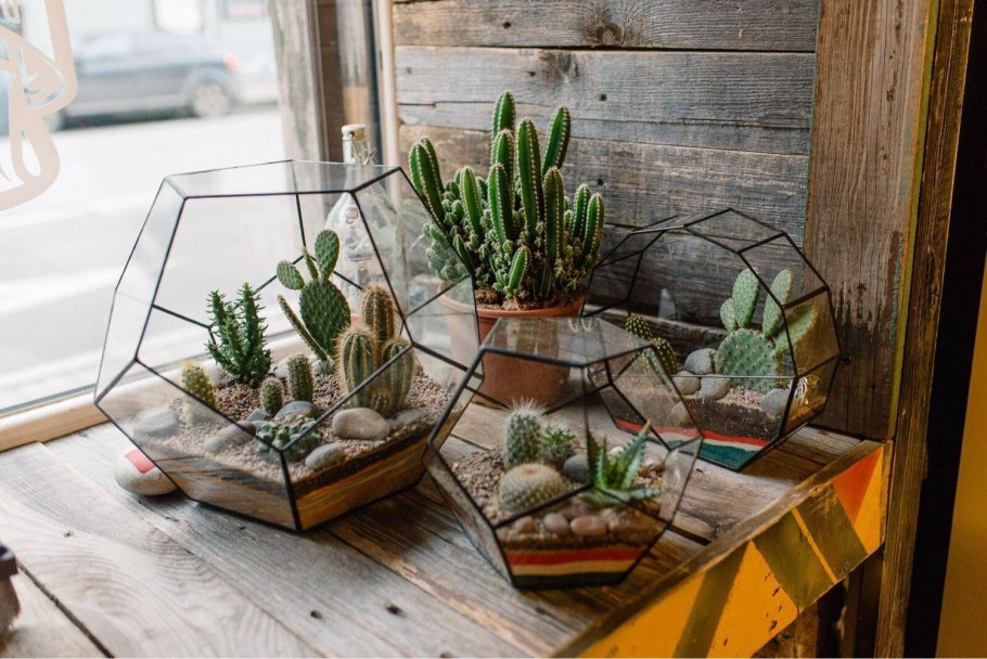 Флорариум с суккулентами