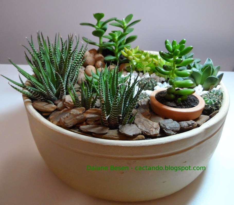 Фиттония и Суккуленты флорариум