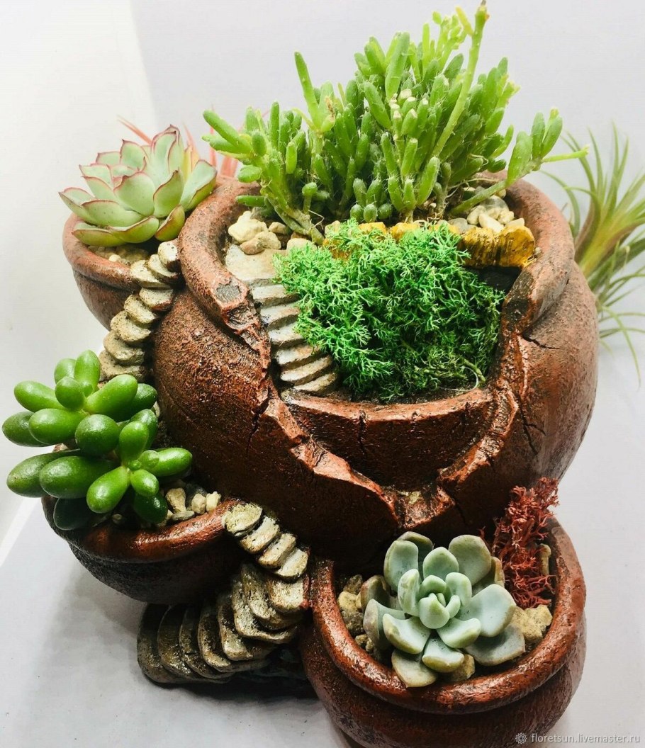 Суккулент панголин