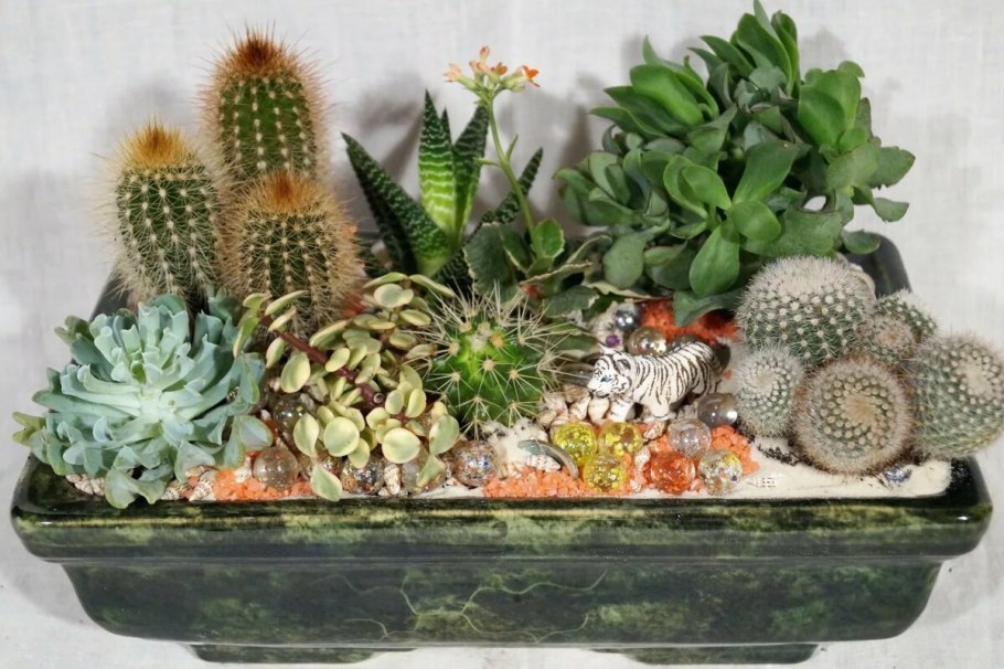 Композиция из кактусов и суккулентов