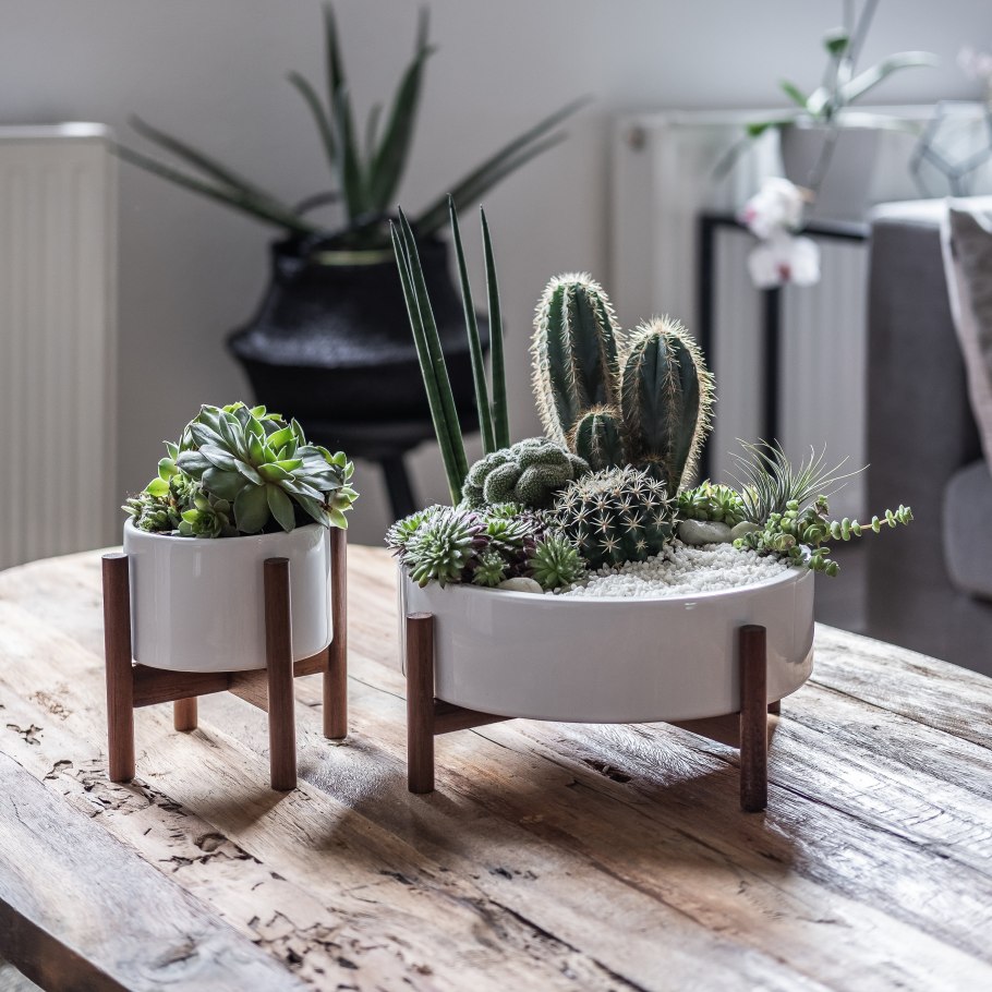 Композиция из кактусов и суккулентов