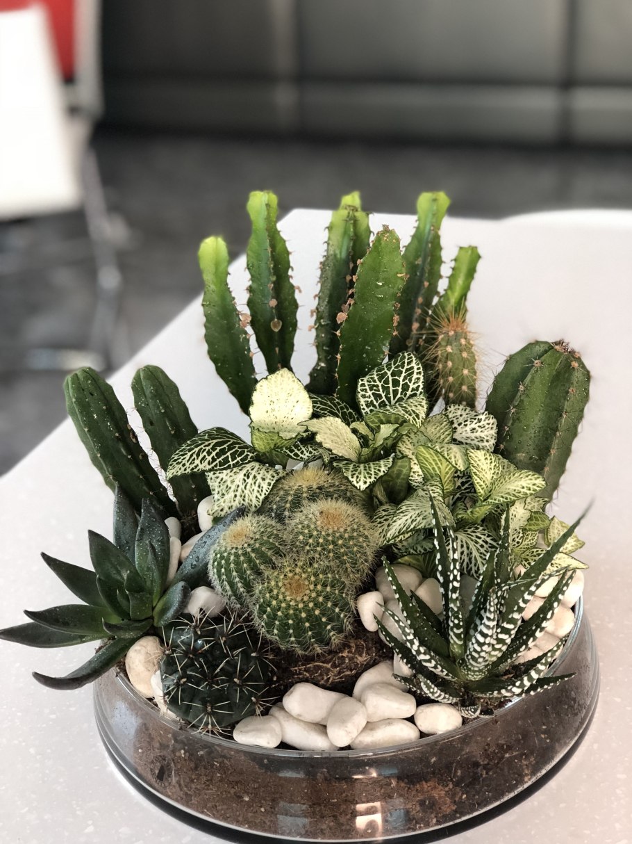 Кактусы и Суккуленты