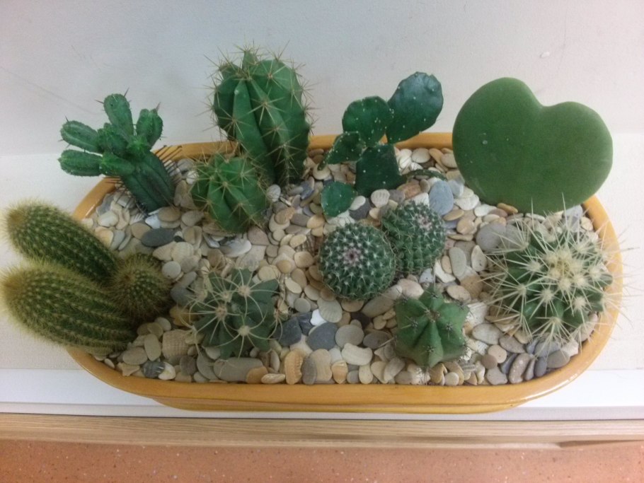 Сад из кактусов и суккулентов