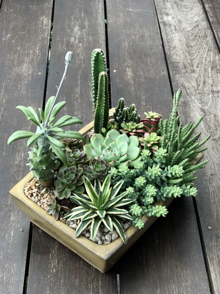 Суккуленты мини садики