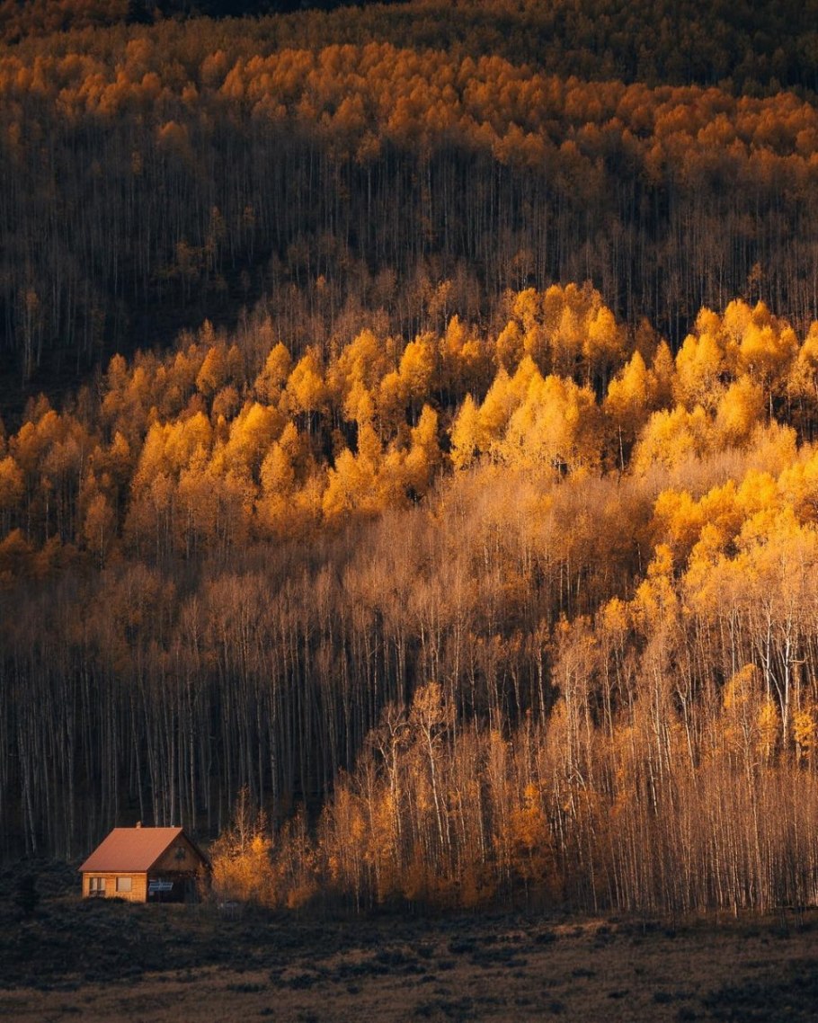 Осиновая роща Пандо