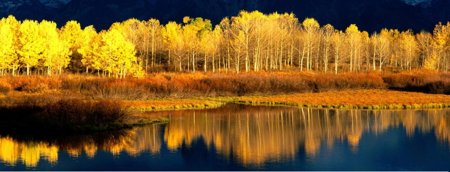 Клональная колония Пандо