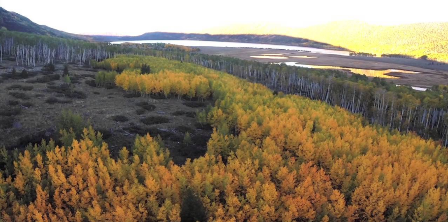 Лес Пандо в штате Юта