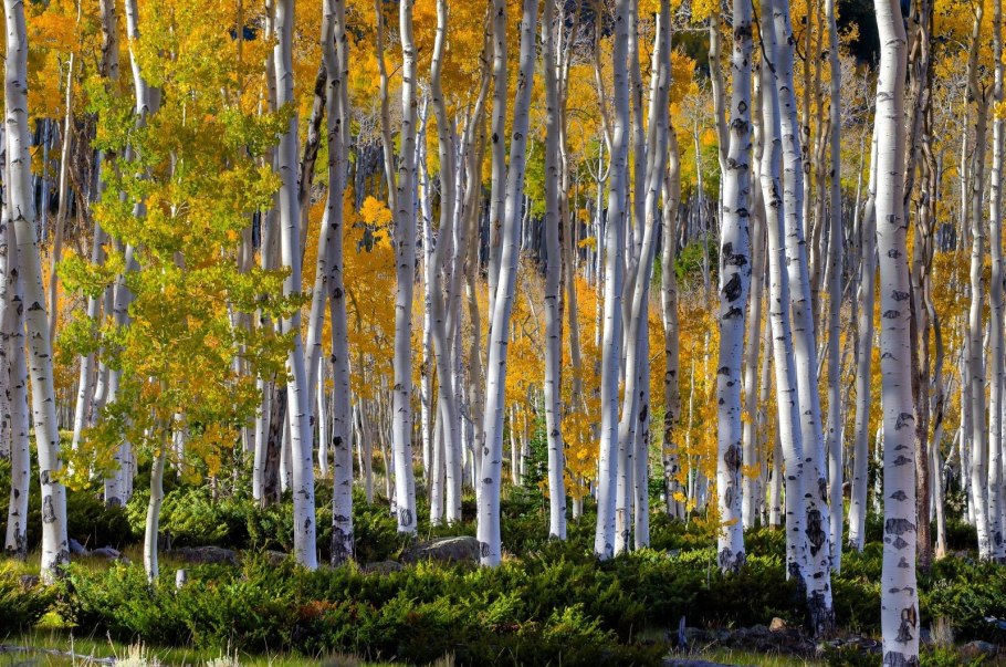 Осиновая роща Пандо