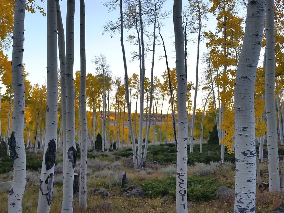 Тополь Пандо