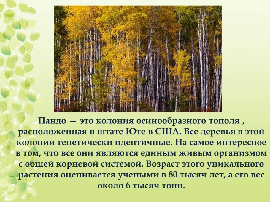 Тополь осинообразный Пандо