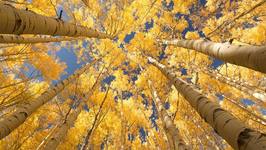 Aspen Tree