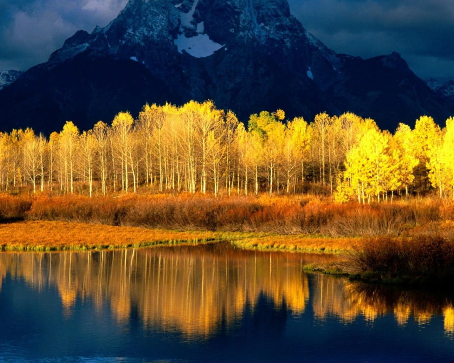 Осиновый лес штат Юта