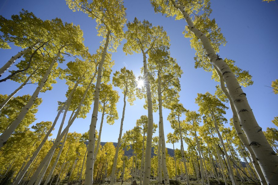 Боливия Департамент Пандо природа