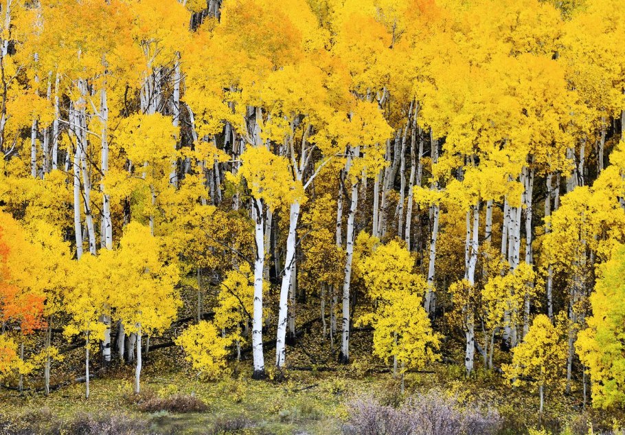 Клональная колония Пандо