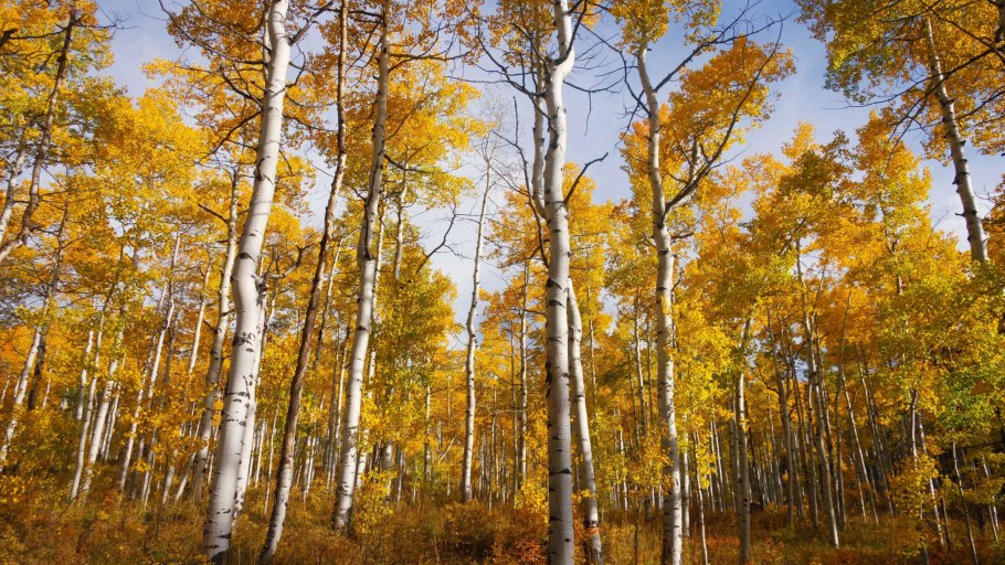 Тополь осинообразный Пандо