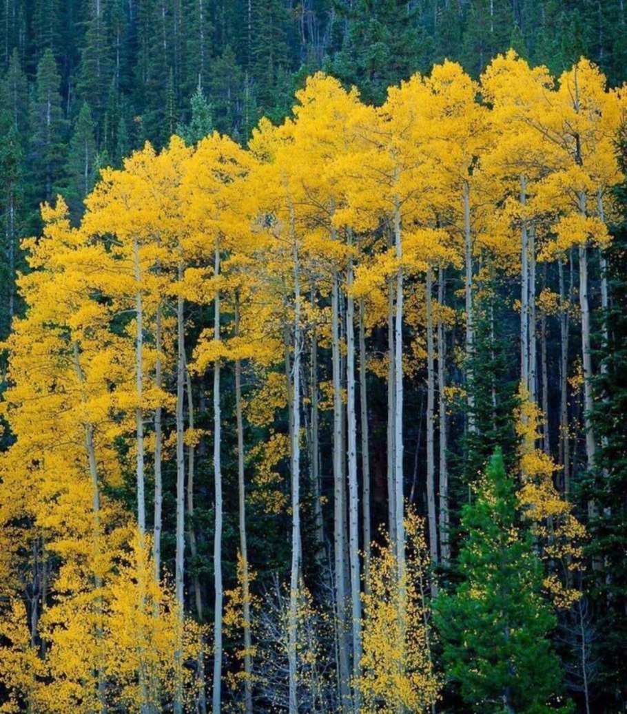 Пандо-клональная колония тополя осинообразного