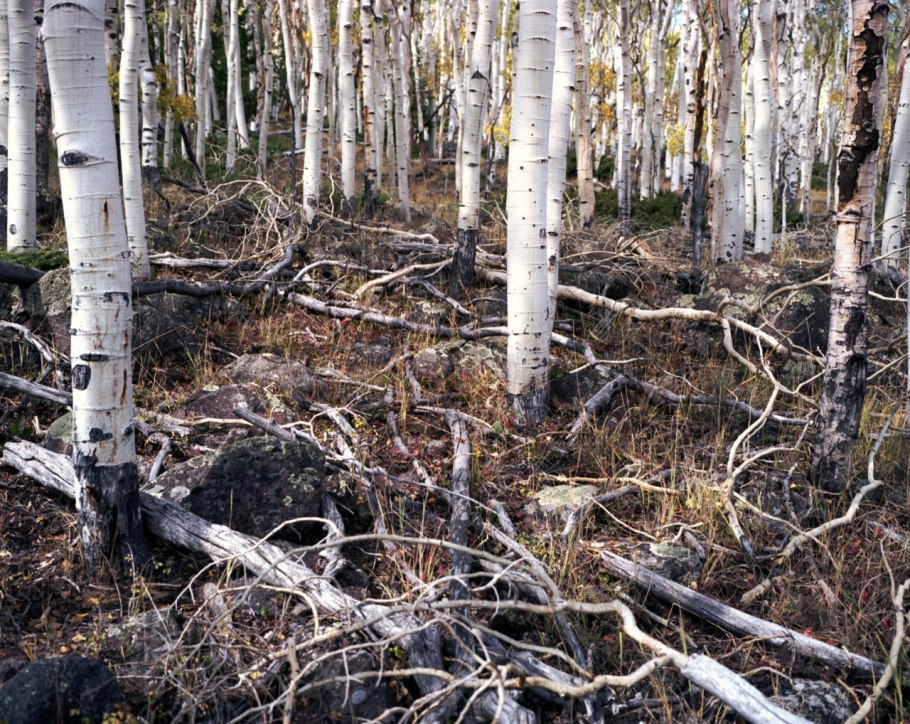 Тополь Пандо