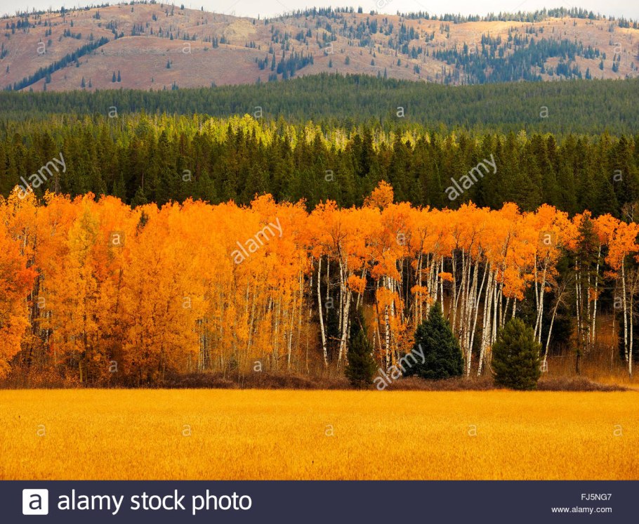 Тополь Пандо