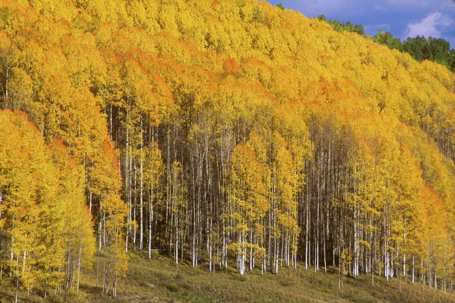 Осиновый лес