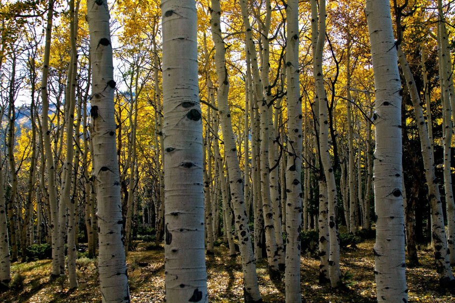 Желтая береза Канада