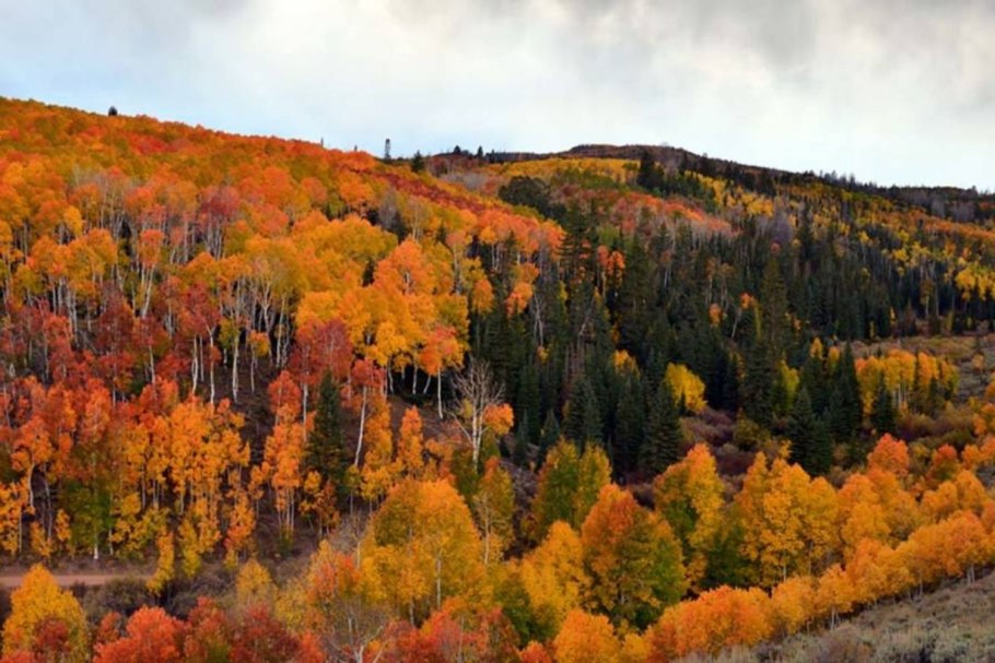 Тополь осинообразный Пандо