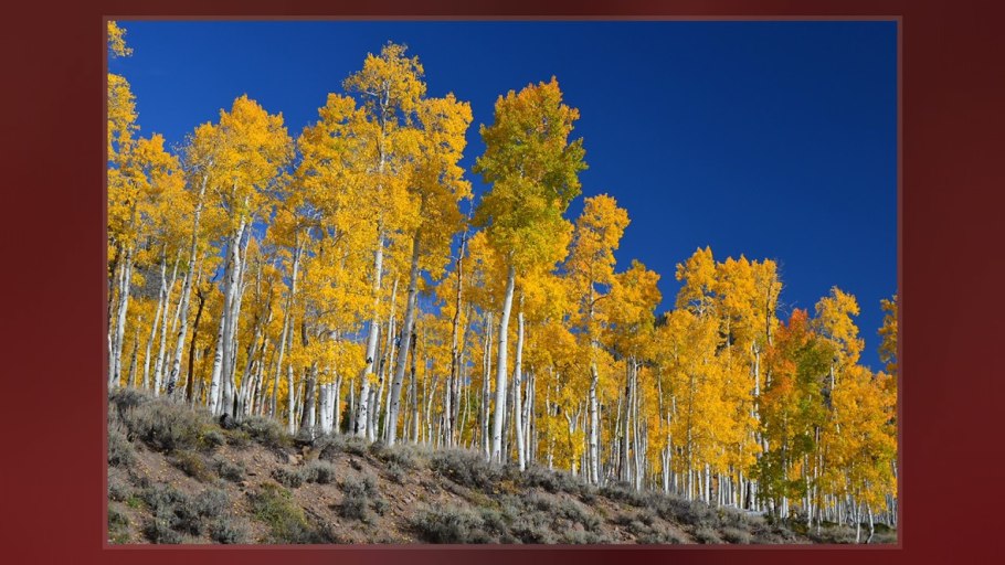 Осиновая роща лес