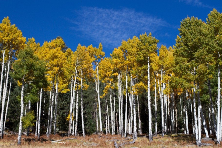 Тополь осинообразный Пандо