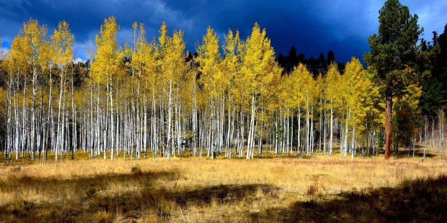 Колония тополей Пандо