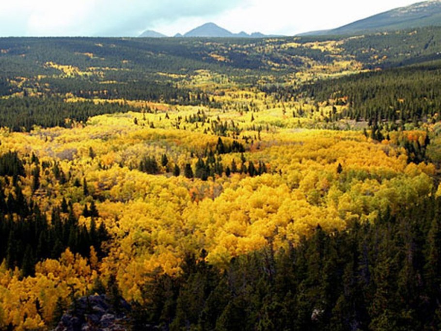 Тополь осинообразный