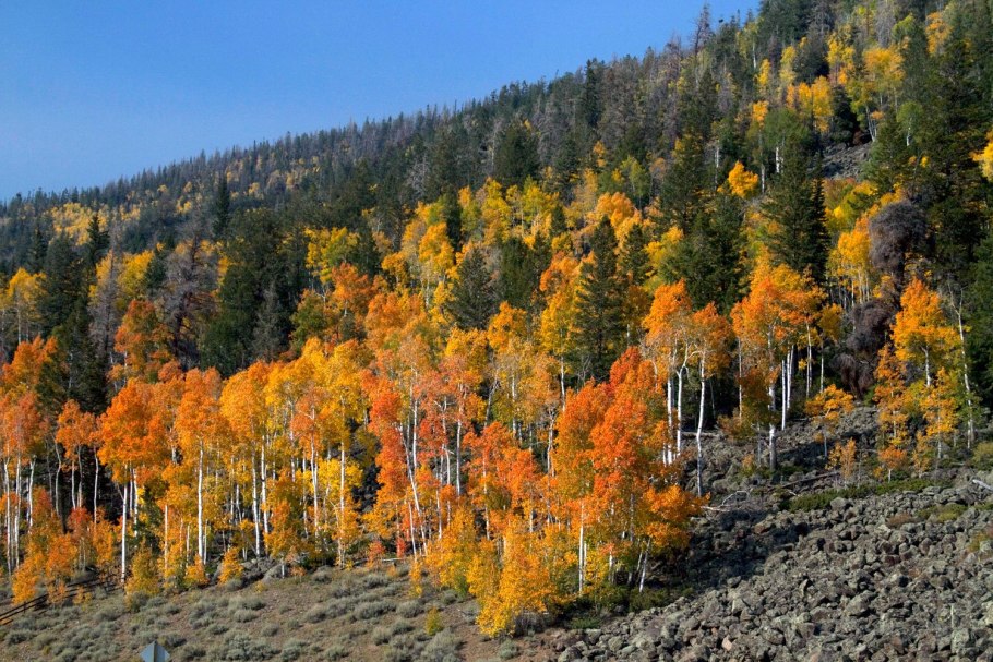 Тополь осинообразный Пандо