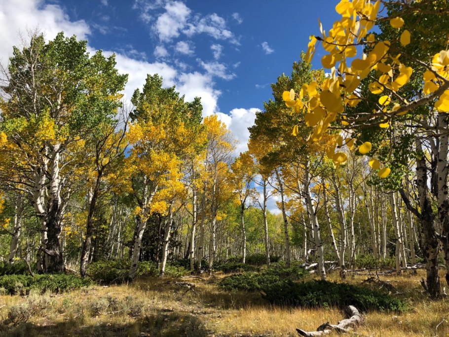 Тополь осинообразный Пандо