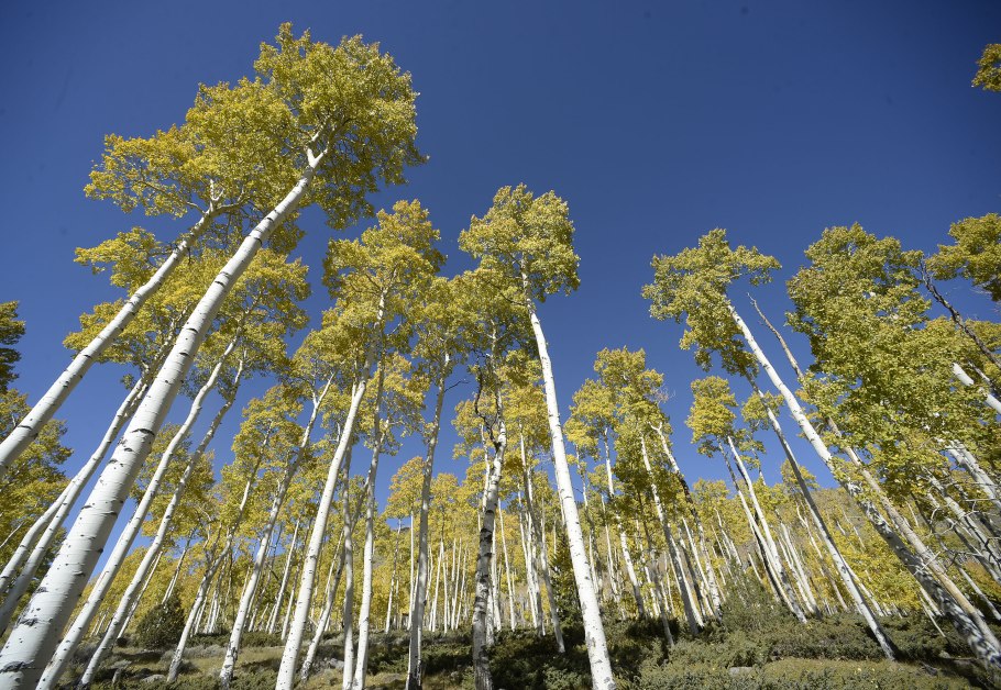 Корневая система Пандо