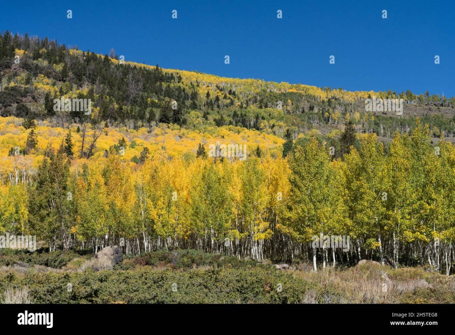 Корневая система Пандо