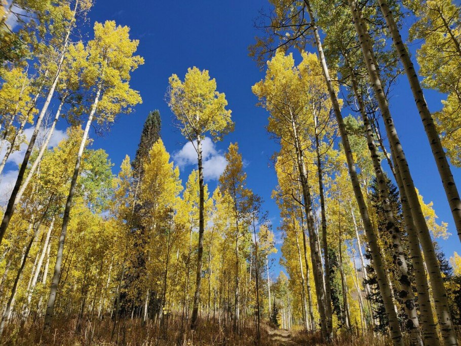 Тополь осинообразный