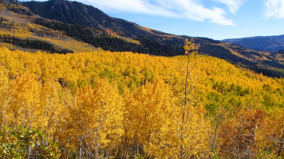 Тополь Пандо штат Юта
