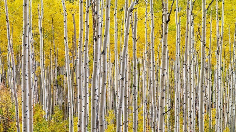 Лес Пандо Юта