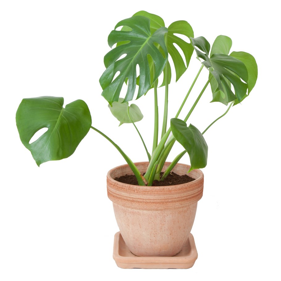 Монстера и Антуриум