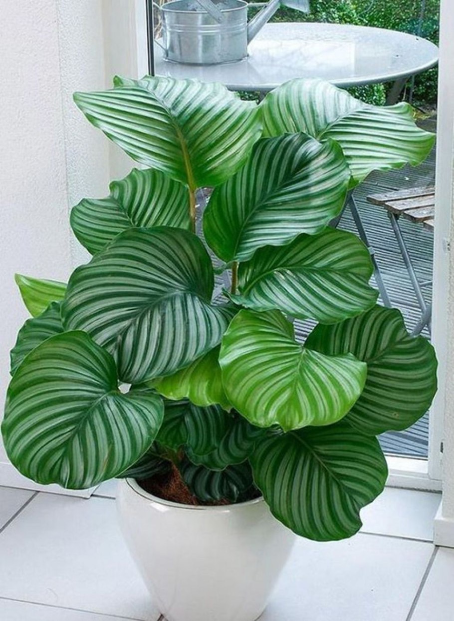 Calathea орбифолия