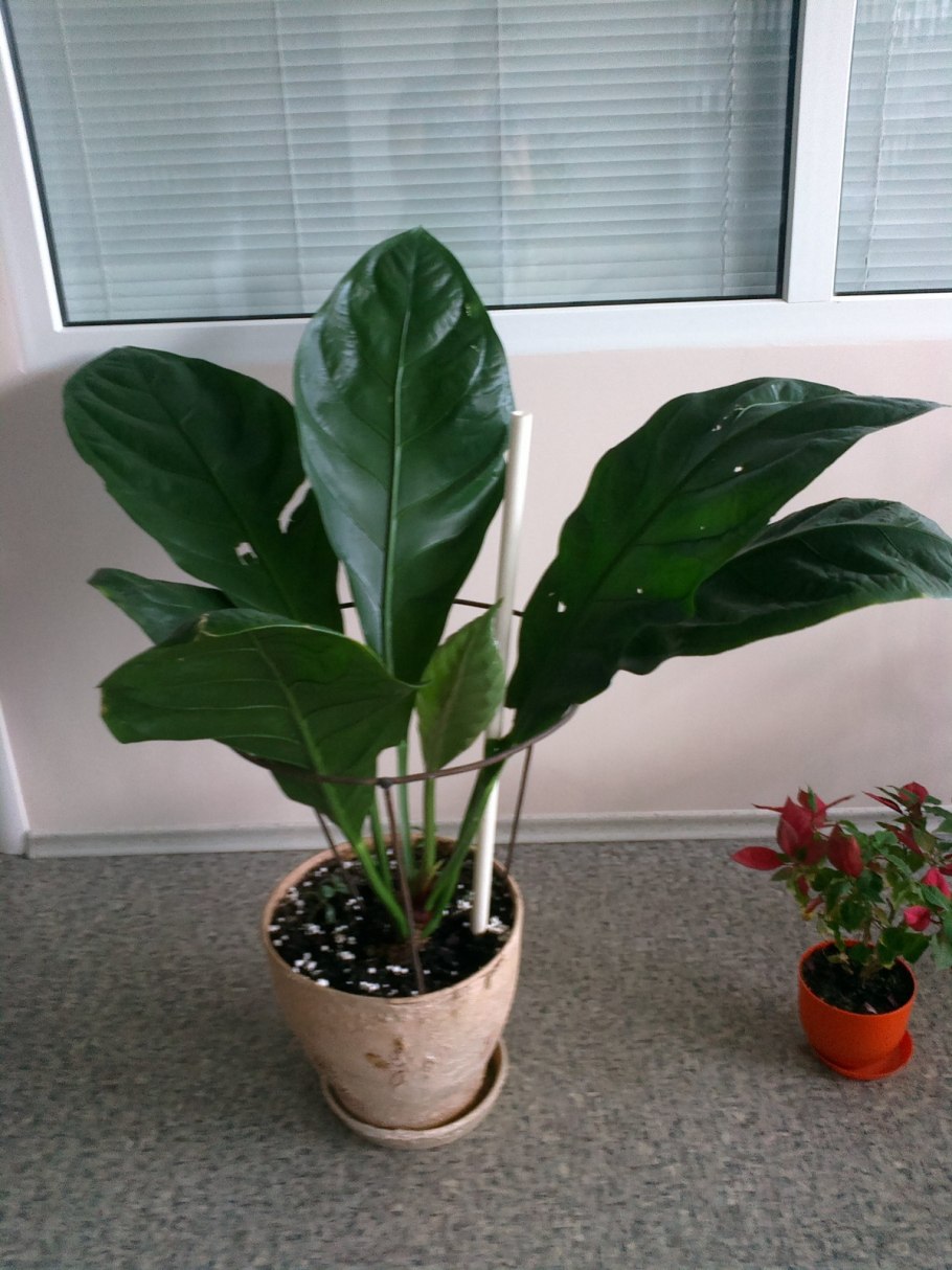 Комнатные цветы с крупными листьями