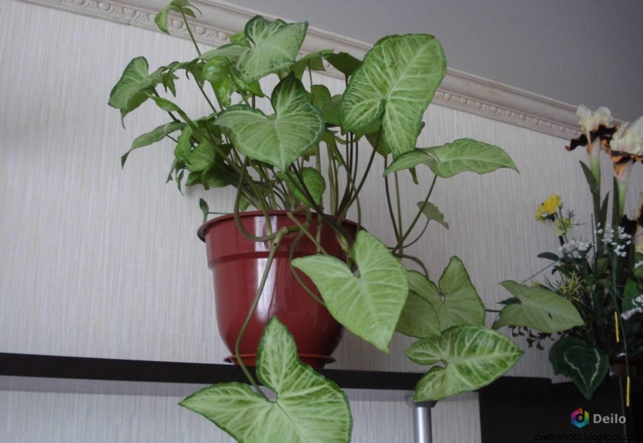 Домашний цветок с большими листьями