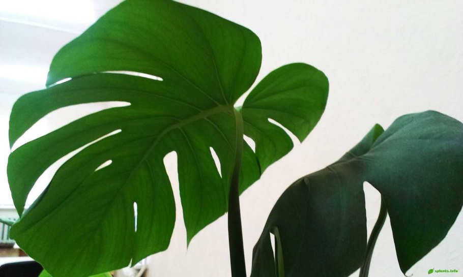 Цветок вампир монстера