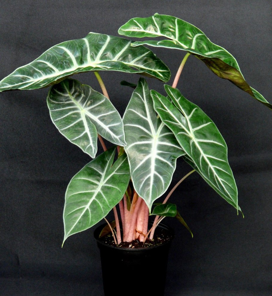 Алоказия Кобра