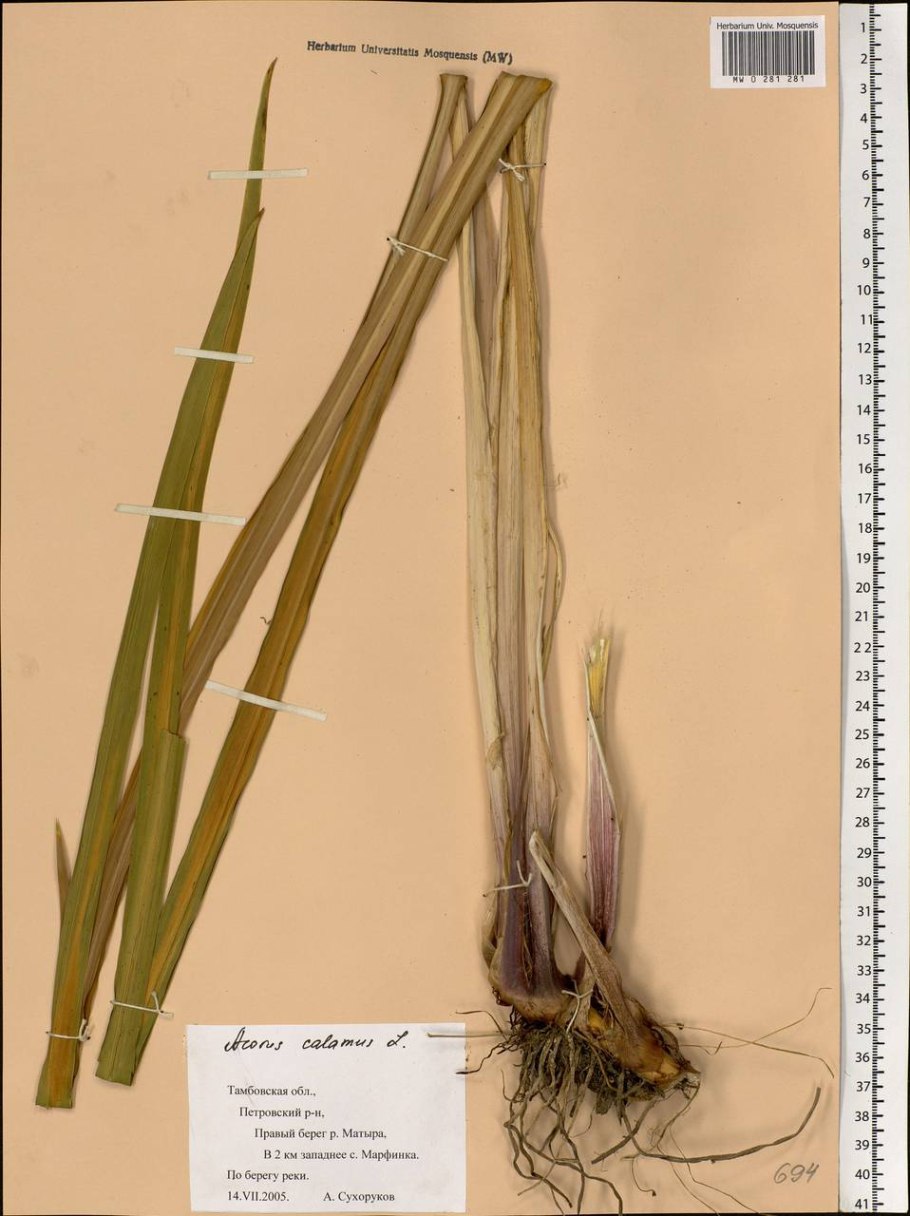 АИР обыкновенный гербарий