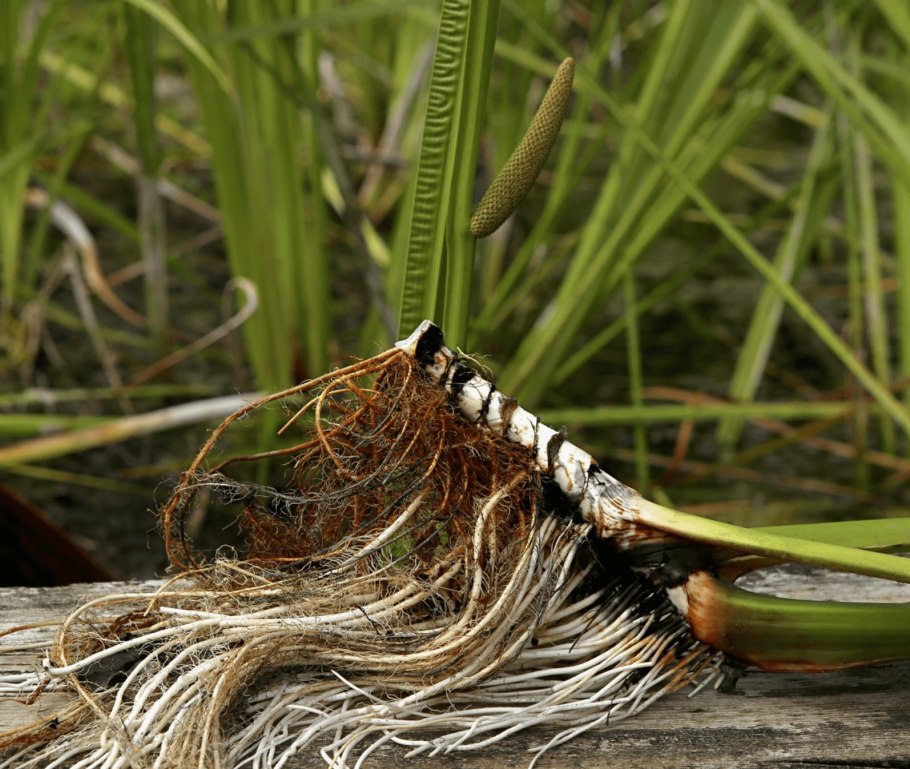 АИР растение корень